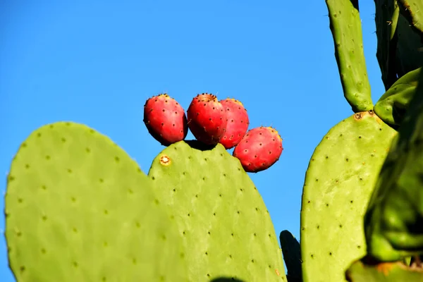 Cactus Pera Espinosa Con Frutas —  Fotos de Stock