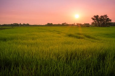 Yeşil pirinç bitkileri sabah güneş doğarken tarlada ve gökyüzü parlak. Lopburi, Tayland