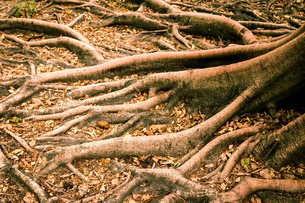 Las Raíces Árbol Afectan Crecimiento Piel Mágica — Foto de Stock