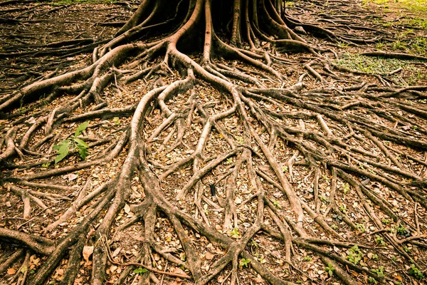 Raízes Uma Árvore Afetam Seu Crescimento Sua Pele Parece Mágica — Fotografia de Stock