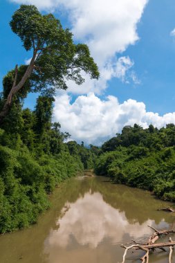 Açık havada mükemmel bir dere ve orman. Nakornnayok, Tayland.