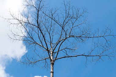 Ağaç uzundu ve gökyüzünde yapraklar yoktu. Nakornnayok, Tayland
