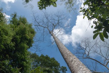 Ağaç uzundu ve açık gökyüzünde ormanda yaprak yoktu. Nakornnayok, Tayland