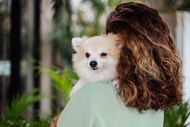 Avrupalı kıvırcık tenli kadının açık hava portresi mutlu köpekli pomeranian spitz tutuyor. Elinde gümüş bilezik var. Güzel beyaz tüylü köpek yavrusuyla vakit geçirmek. Evcil hayvanlarla mutlu anlar. Egzotik arkaplan.