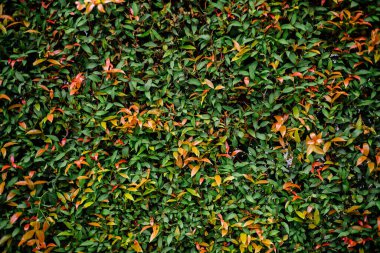 Yeşil çalı duvar kağıdı