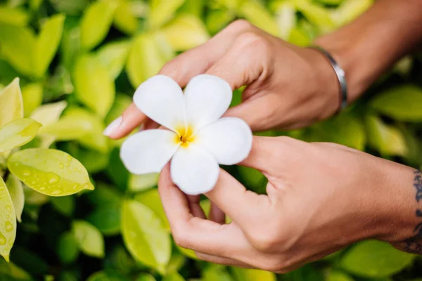 Tanned hand with natural manicure with jewerly cute silver bracelet holds white thai flower plumeria on background of yellow green bright bush.