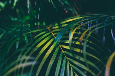 Duvar kağıdı için koyu yeşil palmiye yaprakları  