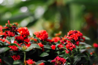 Tropikal yosun. Yeşil çalı üzerinde Tayland kırmızı turuncu çiçekleri. Tencereye bitki koy..