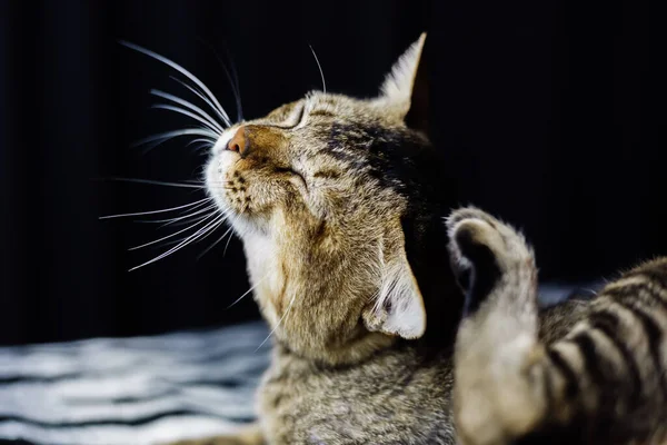 Close portrait of beautiful, with wise gaze,  adult brown stripped cat chill relax on zebra blanket