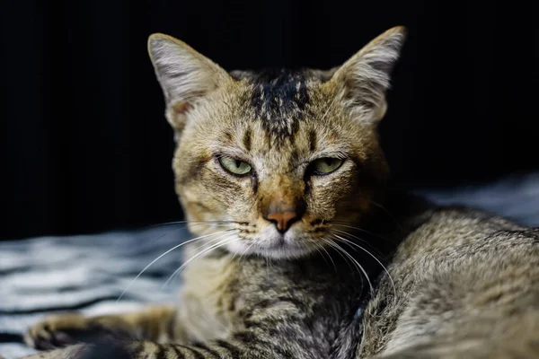 Close portrait of beautiful, with wise gaze,  adult brown stripped cat chill relax on zebra blanket