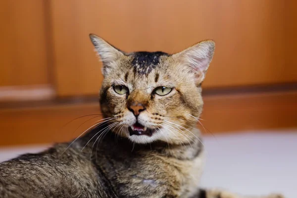 Close portrait of beautiful, with wise gaze, adult brown stripped cat with serious face and look