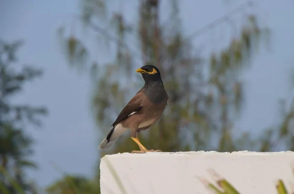 Kleiner Vogel Auf Dem Bild — Stockfoto