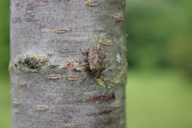 Bir ağaç gövdesinde kahverengi Marmorated Shield böceği. Halyomorpha ağaçtaki böceği haletti
