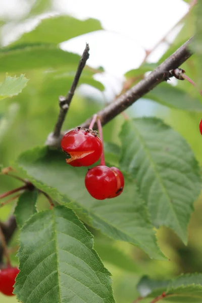 Rosso Marcio Ciliegia Acida Ramo Primavera Nel Frutteto Prunus Cerasus — Foto Stock