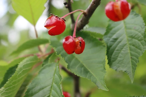 Baharda Meyve Bahçesinde Dalda Çürük Kırmızı Ekşi Kiraz Prunus Cerasus — Stok fotoğraf