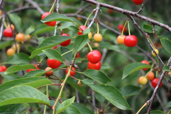 Meyve Bahçesindeki Dalda Olgun Kırmızı Ekşi Kiraz Meyveleri Prunus Cerasus — Stok fotoğraf