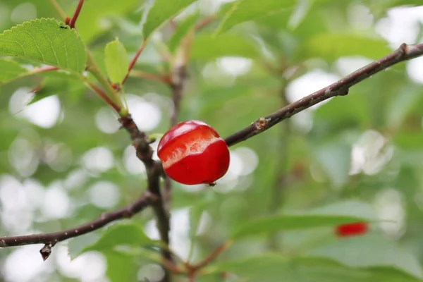 Rotten red Sour cherry on branch in springtime in the orchard. Prunus cerasus fruit damaged by bad weather