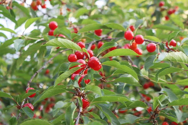 Maturi Frutti Ciliegia Aspri Rossi Ramo Nel Frutteto Frutto Del — Foto Stock