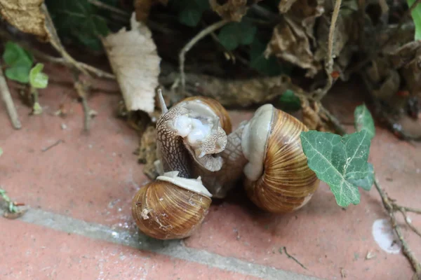 Gastropodes Dans Jardin Trois Escargots Terrestres Bruns Pendant Accouplement Printemps — Photo