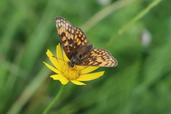 Brown Orange Butterfly Yellow Flower Melitaea Diamina Butterfly Wild Flower — Stock Photo, Image