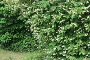 Bir sürü beyaz çiçekli sahte turuncu çalılar. İlkbaharda filizlenen bir çalı
