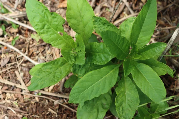 Primer Plano Planta Phytolacca Americana Que Crece Jardín Pokeweed Planta —  Fotos de Stock