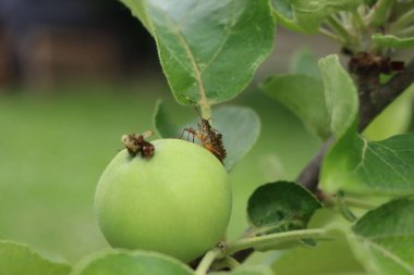 Kahverengi Marmorated Shield böceği meyve bahçesinin dalında olgunlaşmamış elma meyvesi üzerinde. Halyomorfa meyve üzerindeki böceği haletti. 