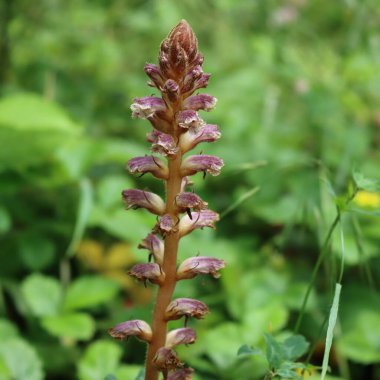 İlkbaharda çayırda süpürge, dallı süpürge çiçeği. Orobanche türleri. 