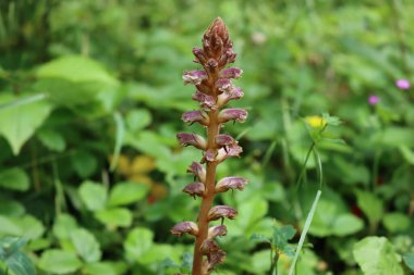 Broomrape, branched broomrape flower in the meadow in springtime .Orobanche species  clipart