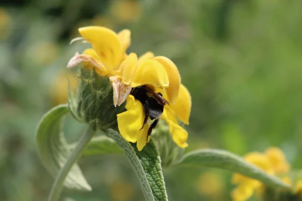 Bumble bee on yellow Jerusalem sage flower on branch. Phlomis fruticos in bloom with bumble bee. Bombus family