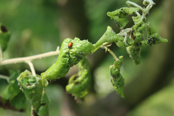 Primer Plano Una Mariquita Comiendo Áfidos Verdes Manzano Hojas Huerto —  Fotos de Stock