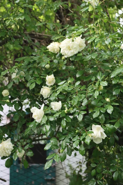 春天的时候 美丽的白玫瑰在花园的灌木丛中攀爬 — 图库照片
