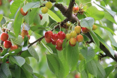 Meyve bahçesindeki dalda kırmızı ve olgunlaşmamış kirazlar. Bahar mevsiminde meyveli erik ağacı