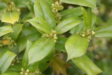 Ilex aquifolium çalılığı çiçek açmış Holly ağacı baharda küçük soluk sarı çiçekli