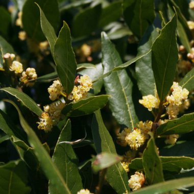 Laurel çalılarının bir sürü sarı çiçeği dalda. Laurus nobilis çiçek açtı
