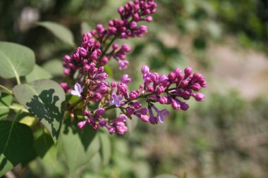 İlkbaharda dalda leylak çiçekleri ve çiçekler. Şırıngalar çiçek açtı. 