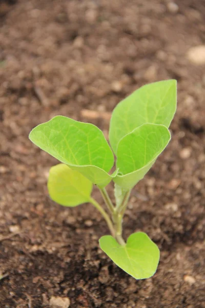 Pequeña Planta Berenjena Que Crece Huerto Primavera Planta Cultivada Solanum —  Fotos de Stock