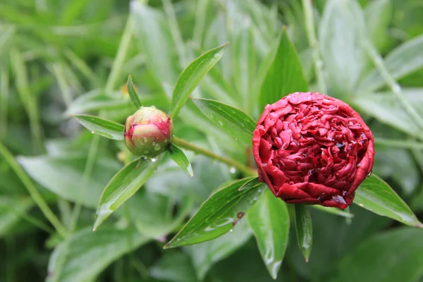 Arbusto Peonía Europeo Común Con Flores Rosadas Que Crecen Jardín — Foto de Stock
