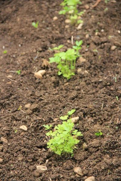 春に野菜の庭で成長する小さなパセリの植物 栽培歴石油セリウム クリスピウム工場 — ストック写真