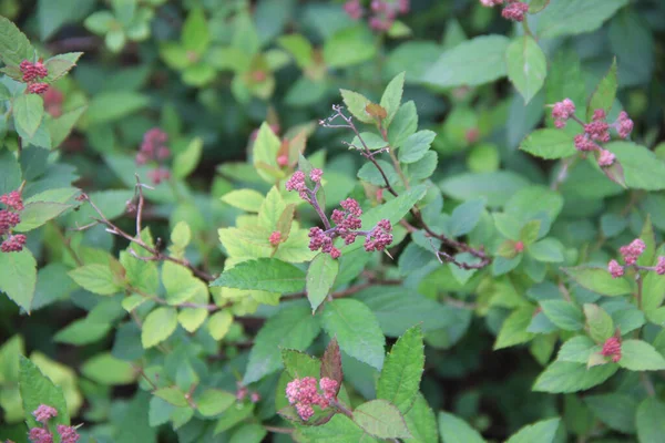 Cespuglio Spirea Con Bellissimi Fiori Rosa Sul Ramo Giardino Primavera — Foto Stock