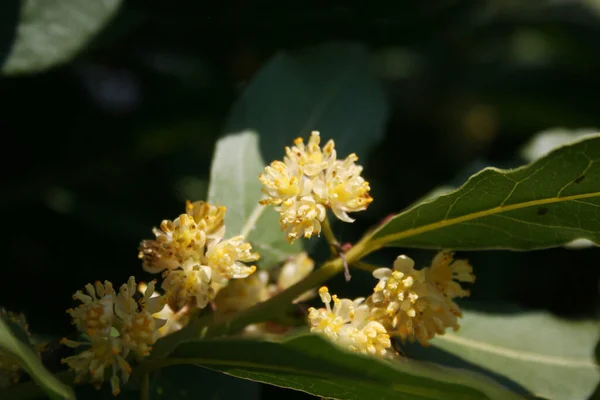 Muchas Flores Amarillas Laurel Arbusto Rama Laurus Nobilis Flor — Foto de Stock