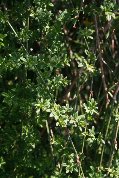 Jasminum Nudiflorum Frühling Winterjasminstrauch Garten — Stockfoto