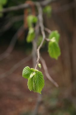 Avrupa 'nın taze yeşil yaprakları ya da dal üzerinde büyüyen sıradan boynuz demeti. İlkbaharda Carpinus Betulus ağacı