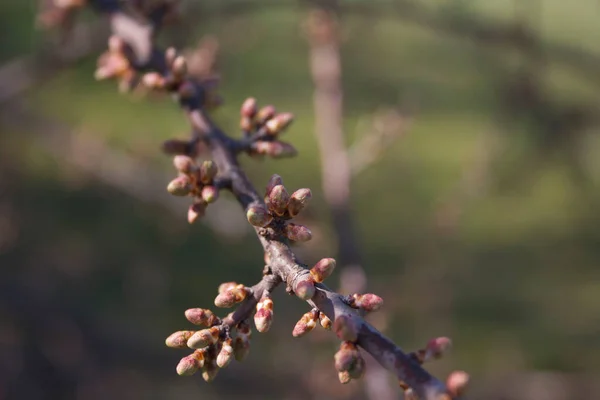 Yaygın Hawthorn Çiçekleri Ilkbaharda Dallarda Yetişir Lkbahar Arkaplanı — Stok fotoğraf
