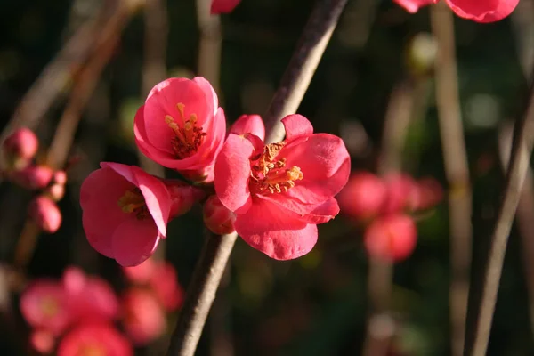 CydoniaまたはChaenomeles Japonicaブッシュのクローズアップはピンク色の花を咲かせます 太陽の下で咲く日本の王子様 — ストック写真