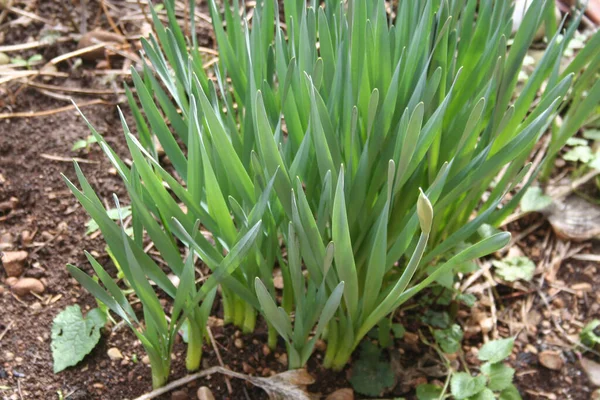 Daffodil Plants Growing Garden Springtime Narcissus Plants Flowerbed — Stock Photo, Image