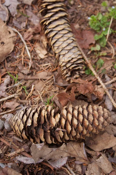 Dois Cones Pinheiros Castanhos Secos Chão Floresta — Fotografia de Stock