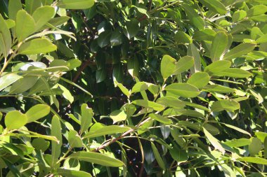 Güneşli bir günde Cherry Laurel Bush. Prunus laurocerasus 'a yakın çekim 