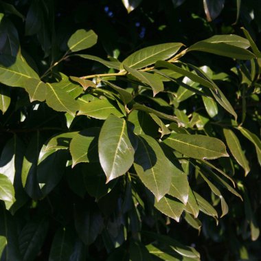 Güneşli bir günde Cherry Laurel Bush. Prunus laurocerasus 'a yakın çekim 