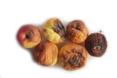 Beyaz arka planda izole edilmiş çürük elmalar. Çürük meyveler beyaz üzerine